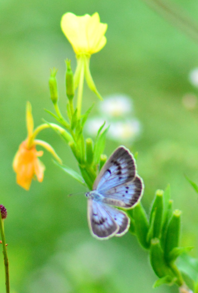 ゴマシジミ♂飛翔