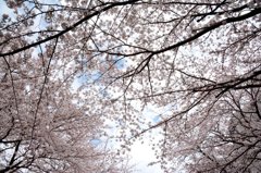 横浜桜の名所　DSC_4963.1