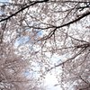 横浜桜の名所　DSC_4963.1