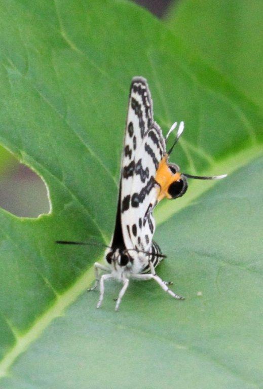 キマダラルリツバメ♀