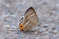 フジミドリシジミ♀DSC_9085.1