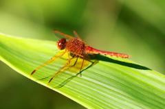 キトンボ♂ IMG_0725.1