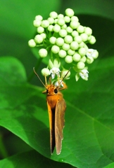 キバネセセリ♀