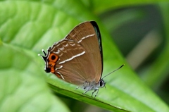 ミドリシジミ♂　VL9A9526.1