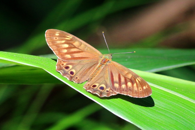 ヒメキマダラヒカゲ開翅IMG_5762.1