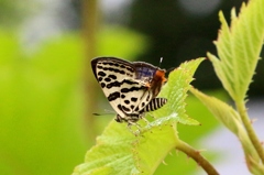 キマダラルリツバメ♂ IMG_9771.1