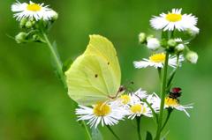 スジボソヤマキチョウ♂　VL9A7241.1