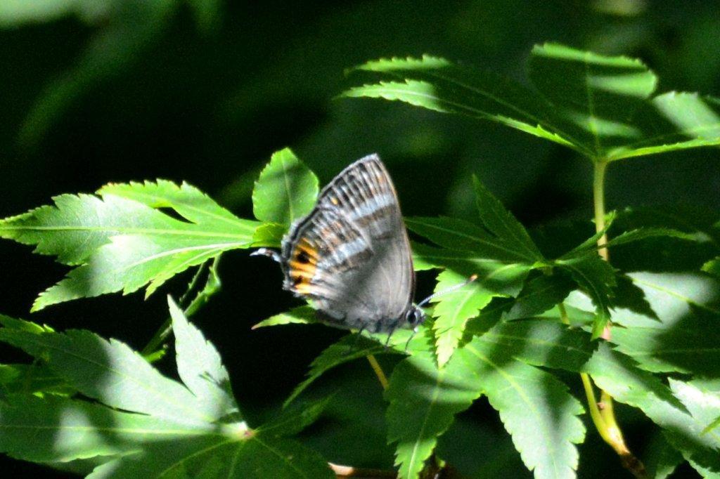 フジミドリシジミDSC_9322.1