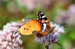 カバマダラ求愛？DFS_4082.1