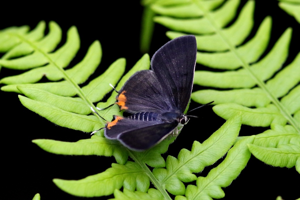 キマダラルリツバメ♀　VL9A5841.1