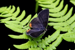 キマダラルリツバメ♀ VL9A5841.1