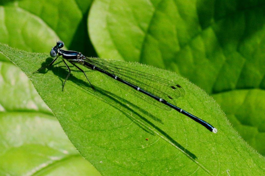 アマゴイルリトンボ♂　GV4A6503.1