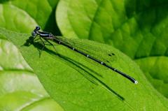 アマゴイルリトンボ♂　GV4A6503.1