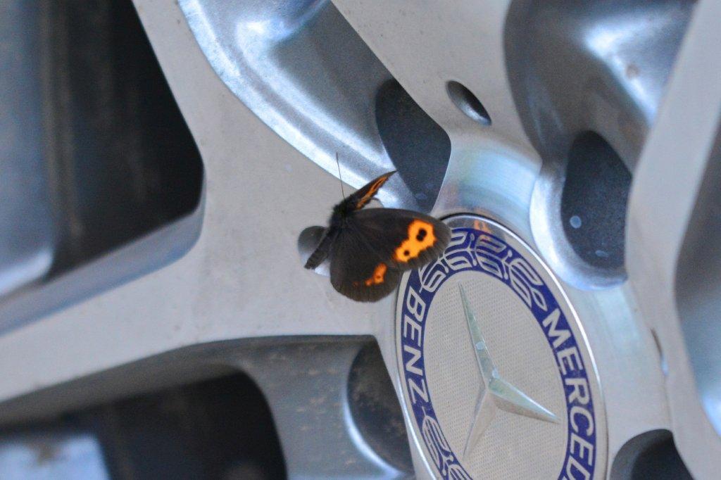 ベニヒカゲ飛翔