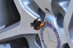 ベニヒカゲ飛翔