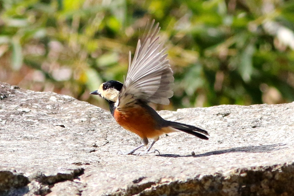 ヤマガラ　GV4A1999