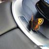 Iベニヒカゲ♂MG_20160730_140301