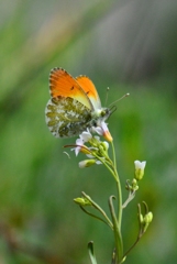 クモマツマキチョウ♂　DFT_7411.1　