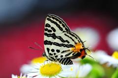 キマダラルリツバメ♀FMP_1202.1 