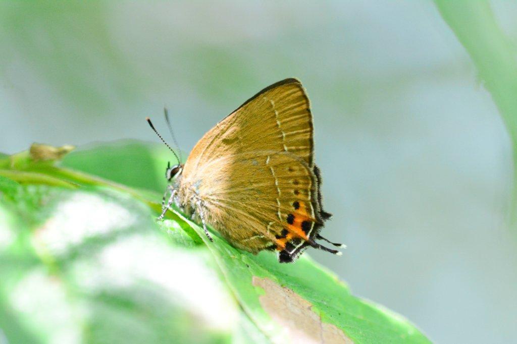 ミヤマカラスシジミ♂