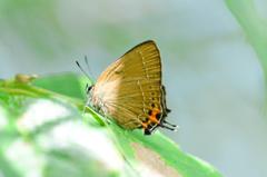 ミヤマカラスシジミ♂