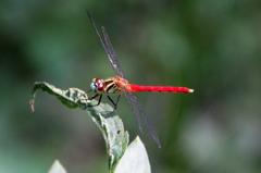 マイコアカネ♂IMG_3974.1