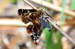 チャマダラセセリ交接