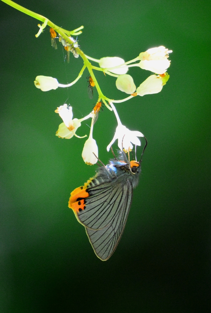 アオバセセリ♀DFT_6588.1