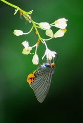 アオバセセリ♀DFT_6588.1