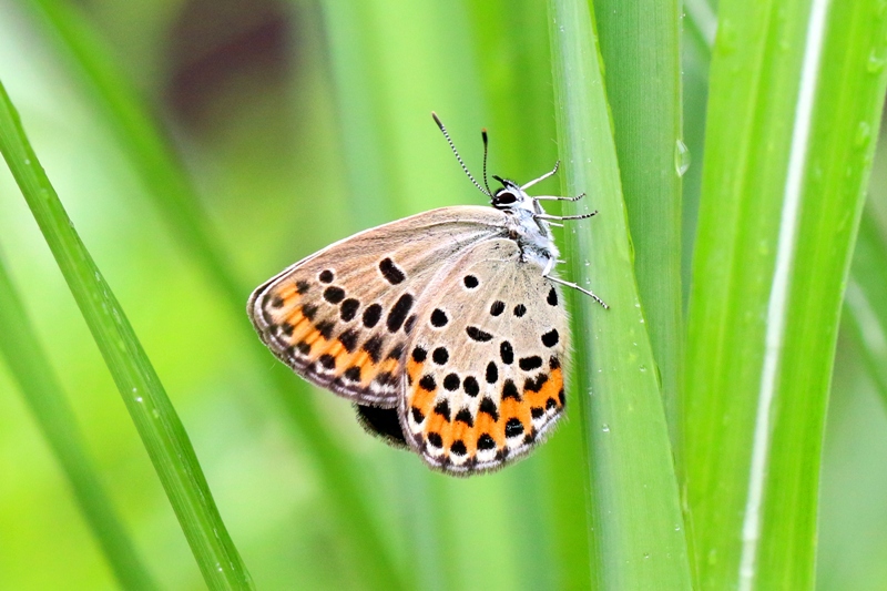アサマシジミ♀IMG_9347.1 