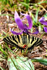 ヒメギフチョウ DFS_7172.1