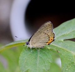 ウラキンシジミDSC_0971.1