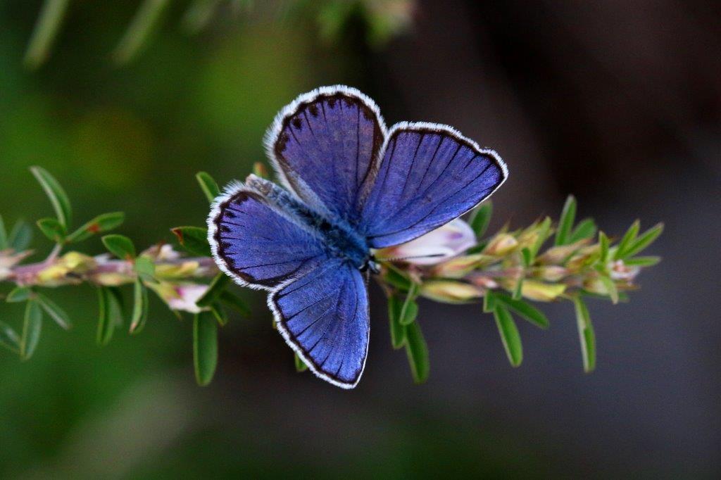 ミヤマシジミ♂　GV4A0796.1