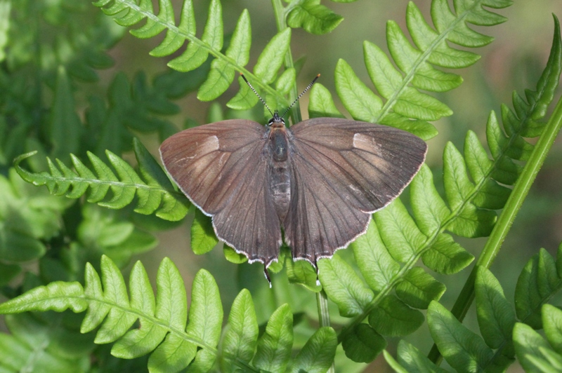 ジョウザンミドリシジミ♀