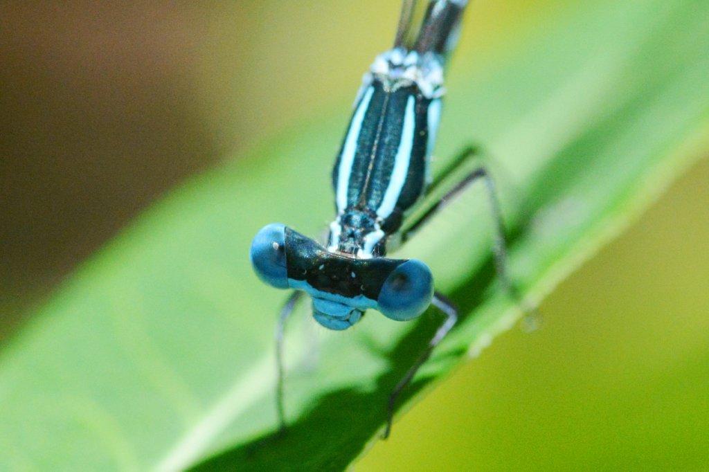 アマゴイルリトンボ♂の顔