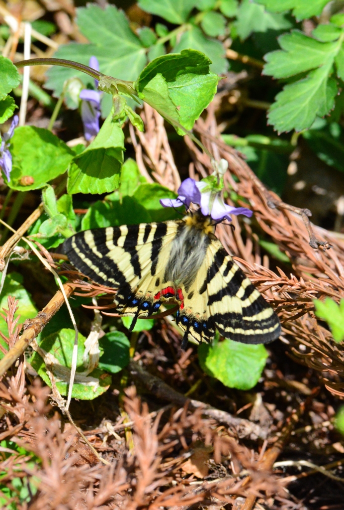 ヒメギフチョウ DFS_7229.1