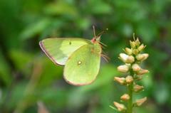 ミヤマモンキチョウ♂