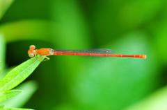 ベニイトトンボ♂FMP_0095.1