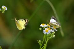 モンキチョウ♂♀