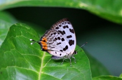 オナガシジミIMG_6986.1