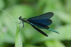 アオハダトンボ♂DSC_8522.1