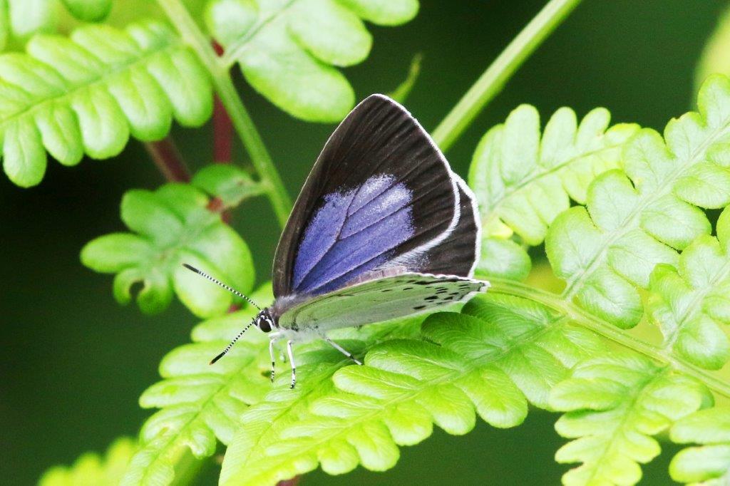 ウラゴマダラシジミ♂開翅　VL9A6609.1