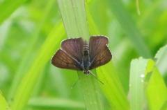 クロシジミ開翅 IMG_0270.1