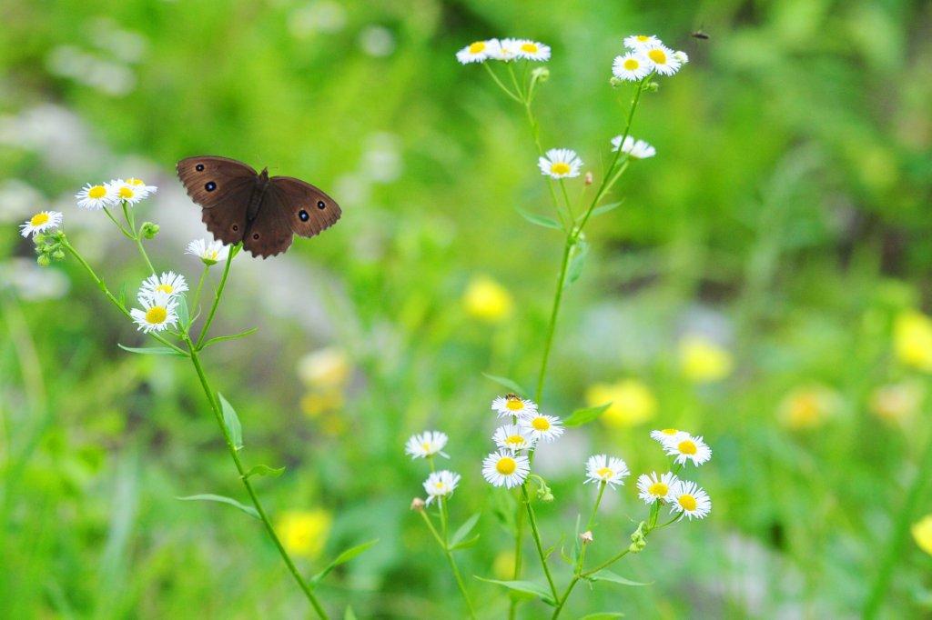 ジャノメチョウFMP_3528.1