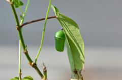 カバマダラ蛹DFS_4121.1