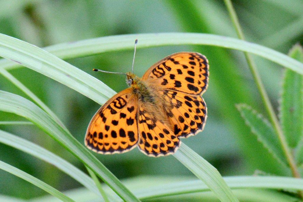 コヒョウモン♂DSC_1800.1