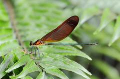 ミヤマカワトンボ♂DSC_8763.1