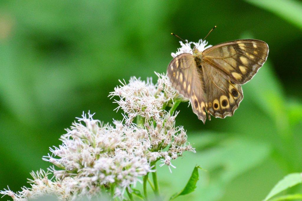 ヒメキマダラヒカゲDFS_2717.2