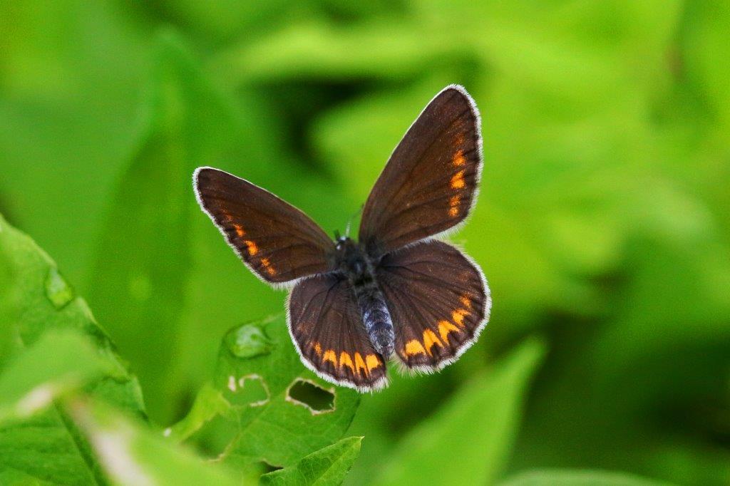 アサマシジミ♀　GV4A5639.1