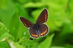 アサマシジミ♀ GV4A5639.1